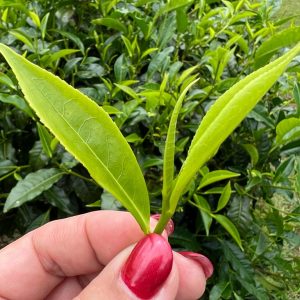 thé blanc menthe thé de la réunion